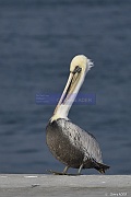 Pelecanus occidentalis Pelican brun_D8S5145_tn
